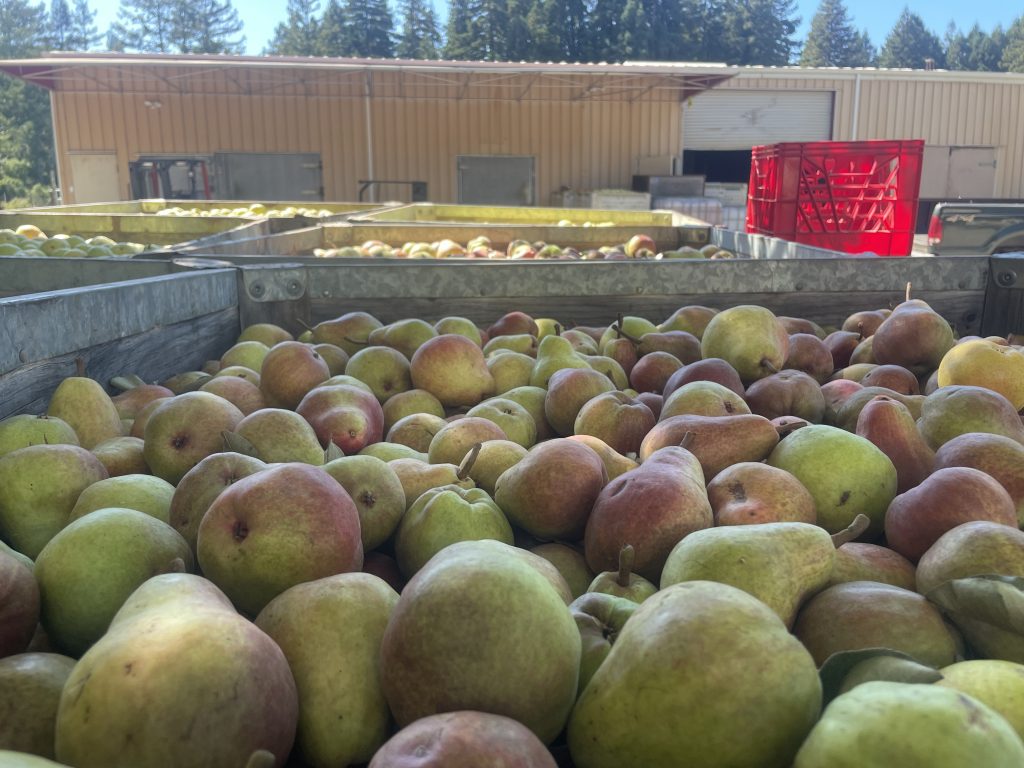 Several large metal containers full of Bartlett pears